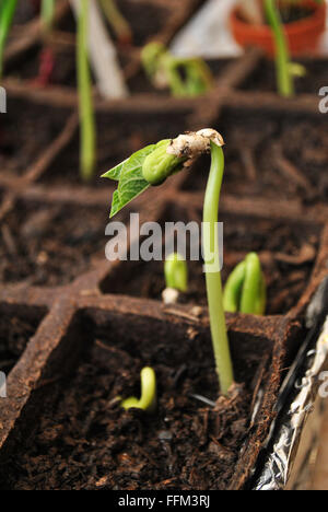 Bean Seedling Growing in a Peat Pot Stock Photo