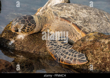 Hawaiian green sea turtle excreting salt from eye, Big Island Hawaii ...