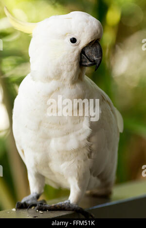 Sulphur-Crested Cockatoo resting on a balcony rail Palm Beach New South Wales Australia Stock Photo