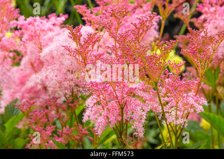 Filipendula rubra 'Venusta', pink grass in the old garden Stock Photo