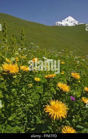 Yellow flowers near Chkhunderi Pass, Tednuldi in the back. Mestia-Ushguli-Trek, Svaneti, Georgia Stock Photo