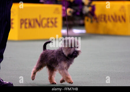 New York, USA. 15th February, 2016. An Affenpincher, during the Toy group competition at the Westminster Dog Show at Madison Square Garden, Monday February 15, 2016. Credit:  Adam Stoltman/Alamy Live News Stock Photo