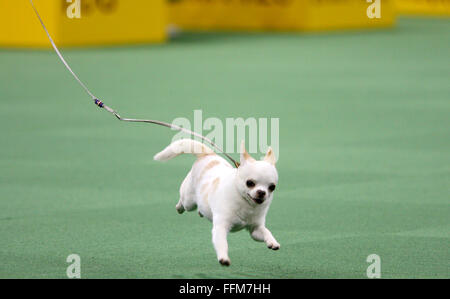 New York, USA. 15th February, 2016. GCH Sonnus Filho (Sanchez), a a Chihuahua (Smooth Coat), during the Toy group competition at the Westminster Dog Show at Madison Square Garden, Monday February 15, 2016. Credit:  Adam Stoltman/Alamy Live News Stock Photo