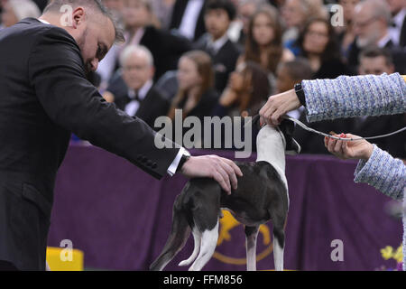 New York, USA. 15th February, 2016. An Italian Greyhound goes through the judging process for Best of Group at the Westminster Kennel Club Dog Show at Madison Square Garden in New York, Monday, Feb. 15, 2016. Credit:  Shoun Hill/Alamy Live News Stock Photo