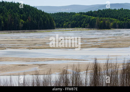 Wetlands swamp created by the sediment retention dam on North Fork Toutle River to catch volcanic ash from Mount St Helens.  Toutle, Washington Stock Photo