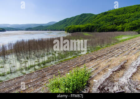 Wetlands swamp created by the sediment retention dam on North Fork Toutle River to catch volcanic ash from Mount St Helens.  Toutle, Washington Stock Photo