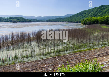 Wetlands swamp created by the sediment retention dam on North Fork Toutle River to catch volcanic ash from Mount St Helens.  Toutle, Washington Stock Photo