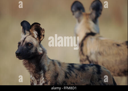 African wild dogs (lycaon pictus) in morning light in Moremi National Park (Khwai area), Botswana. Stock Photo
