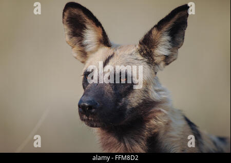 Portrait of an african wild dog (lycaon pictus) in early morning sunlight in Moremi National Park (Khwai area), Botswana Stock Photo