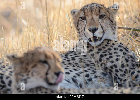 Two cheetah brothers resting in grass in afternoon sunlight in Moremi National Park (Black Pools area), Botswana Stock Photo