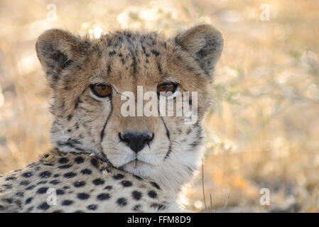 Cheetah (acinonyx jubatus) protrait with grass and flowers in background and afternoon sunlight. Moremi National Park (Black Pools area), Botswana Stock Photo