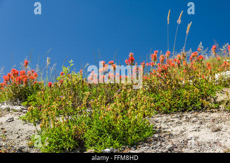 Indian paint brush wildflowers blooming in the Mount St helens National Monument Stock Photo