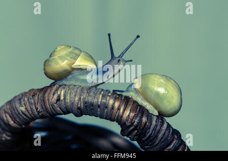 detail of snail on wooden background Stock Photo