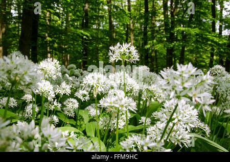 white flowers of  wild garlic in woods Stock Photo