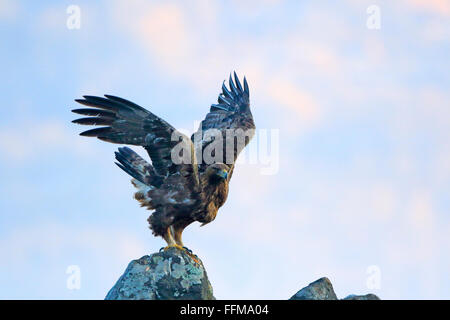 Golden Eagle taking off from rock in Bulgaria Stock Photo