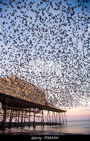 Aberystwyth, Wales, UK. 16th February, 2016.  UK Weather: After the coldest night of the year so far this winter, with temperatures dropping in places to minus 6ºc, tens of thousands of starlings fill the sky as they  emerge en-masse at dawn from their overnight roost under the pier in  Aberystwyth Wales    Credit:  keith morris/Alamy Live News Stock Photo