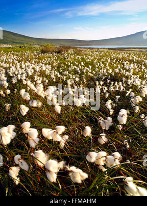 Bog cotton, Mournes, Co Down, mountains, wild flowers Northern Ireland Mourne Stock Photo
