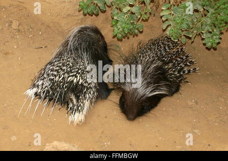 Male and female South African porcupine (Hystrix africaeaustralis), a.k.a Cape Porcupines Stock Photo