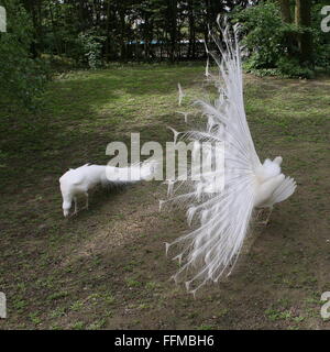 Leucistic or all white variety of the  Blue Peacock (Pavo cristatus alba). Male displaying his tail feathers, female foraging Stock Photo