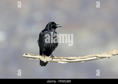 Common Raven perched on a branch in Bulgaria Stock Photo