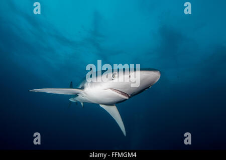 Blue Shark (Prionace glauca), South Africa Stock Photo