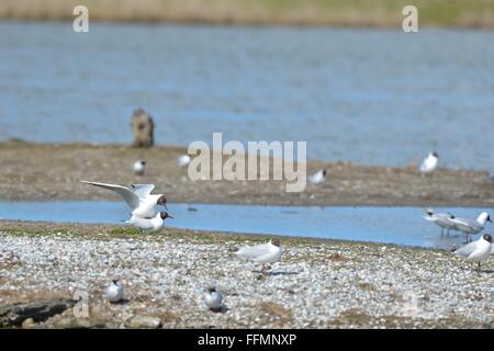 Northern black-headed gull (Larus ridibundus - Chroicocephalus ridibundus) pair mating Texel - The Netherlands Stock Photo