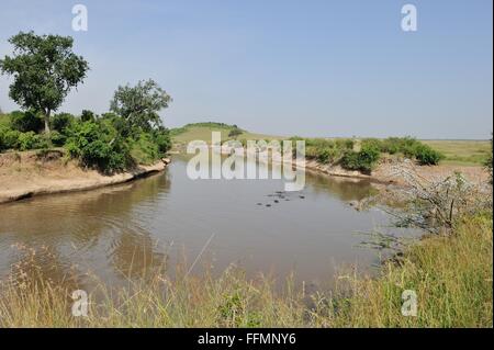 Masai Mara - Kenya - East Africa The Mara river in July with Hippos (Hippopotamus amphibius) bathing Stock Photo