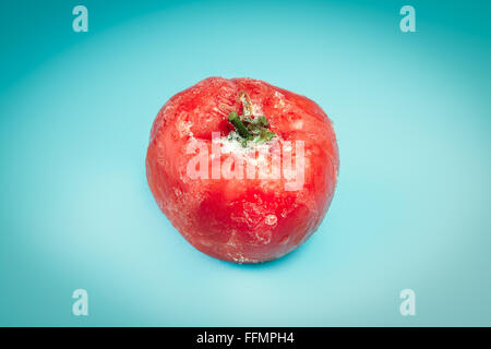 Single frozen tomato with frost on light blue background Stock Photo