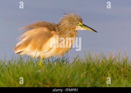 Squacco Heron (Ardeola ralloides), standing on the grass, Salalah, Dhofar, Oman Stock Photo
