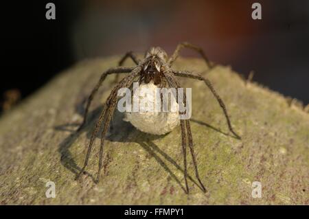 Nursery Web Spider (Pisaura mirabilis) female carrying her egg sac Stock Photo