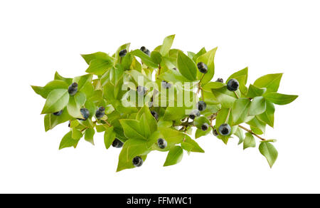 myrtle berries and branch isolated on white Stock Photo