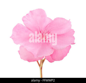 oleander flower isolated on white Stock Photo