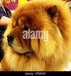 New York, USA. 15th Feb, 2016. Neo, a Chow Chow, gets prepped for Best of Group at the Westminster Kennel Club Dog Show at Madison Square Garden in New York, Monday, Feb. 15, 2016. Neo won Best of Breed earlier in the day. Credit:  Shoun Hill/Alamy Live News Stock Photo