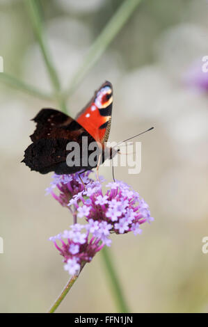 INACHIS IO PEACOCK BUTTERFLY FEEDING ON VERBENA BONARIENSIS Stock Photo