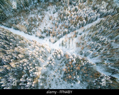 Trails in the forest in winter Stock Photo