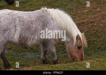 Dartmoor pony grazes in the rain on Dartmoor national park in Devon Stock Photo