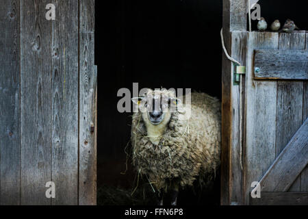 sheep looking out of a stable Stock Photo