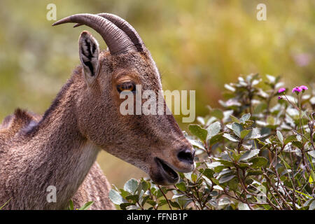 Nilgiri Tahr at Rajamalai hills in Eravikulam National Park near Munnar, Kerala, India Stock Photo