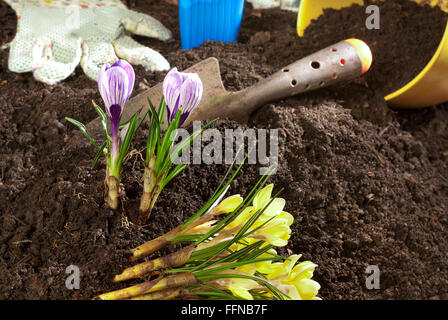 planting of violet crocus in the springtime Stock Photo