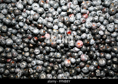 Freshly picked blueberries on market stall as a blueberry background Stock Photo