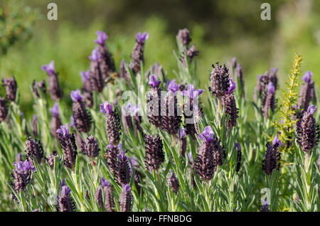 Spanish Lavender (Lavandula stoechas)