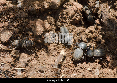 Unidentified dung beetles digging in sand, Spain. Stock Photo