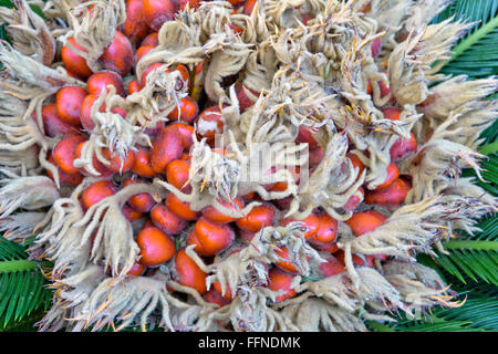 Mature orange seeds on the female Sago Palm,  producing a felt mass  in the center. Stock Photo