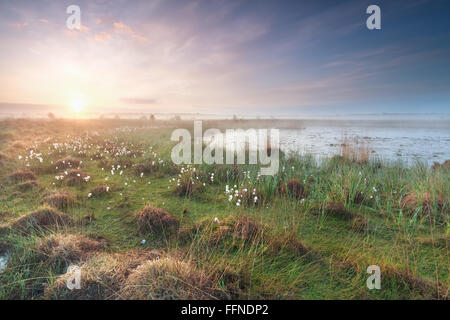 misty sunrise on swamp in spring, North Braband, Netherlands Stock Photo