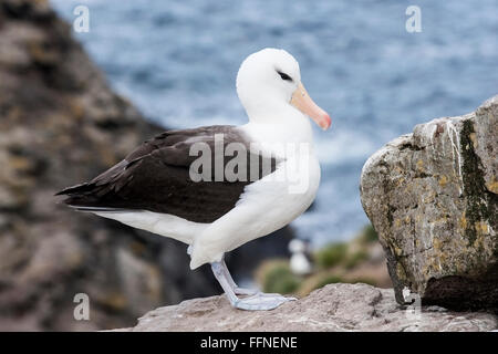 black-browed albatross (Thalassarche melanophris) adult standing on rock at nest colony, Falkland Islands Stock Photo