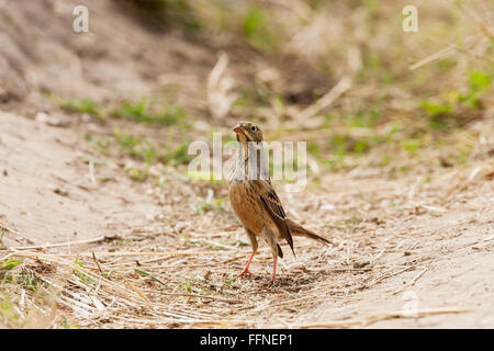 ortolan bunting (Emberiza hortulana) male on migration standing on dry grass, Norfolk, England, United Kingdom Stock Photo