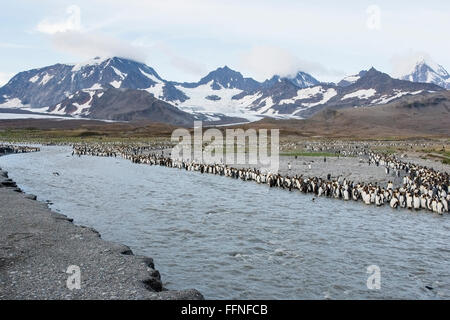 king penguin (Aptenodytes patagonicus) group of adults near glacial stream, St Andrews Bay, South Georgia Stock Photo