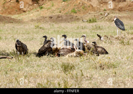 White backed vulture and lappet-faced vulture feeding on a dead wildebeest Stock Photo