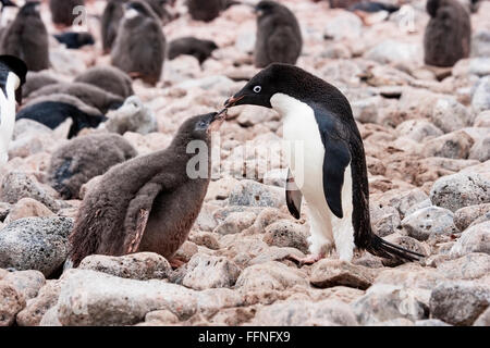 Adelie penguin (Pygoscelis adeliae) adult feeding chick while standing on rocks, Paulet island, Antarctica Stock Photo