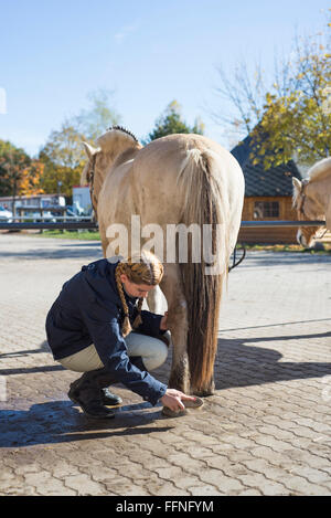 Young woman with braids brushing the left hind leg of a Fjord horse on a farm on an sunny autumn day Stock Photo